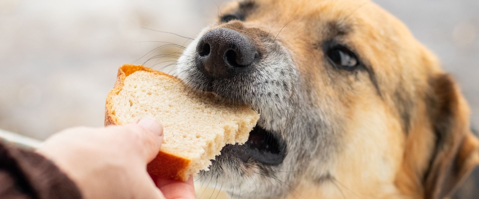 Can dogs shop have white bread